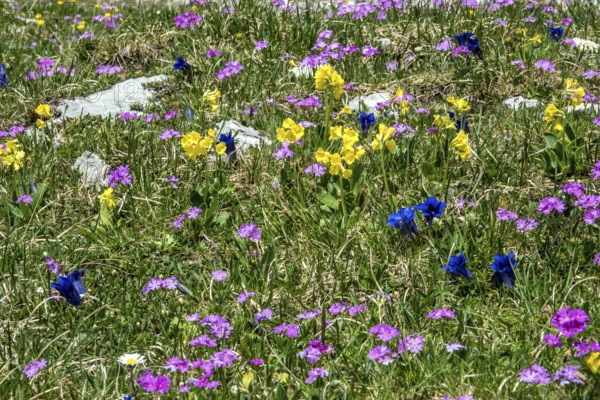 Meadow with Common cowslip (Primula veris), Gentian (Gentiana), Mealy primrose (Primula farinosa)
