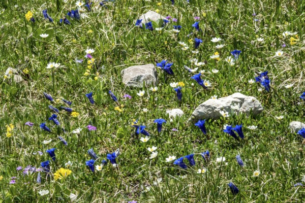 Meadow with Common cowslip (Primula veris), Alpine pasque flower (Pulsatilla alpina), Gentian