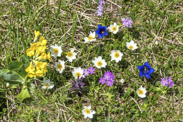 Common cowslip (Primula veris), Alpine pasque flower (Pulsatilla alpina), Gentian (Gentiana), Mealy