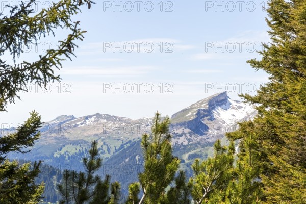 Snow-covered mountain peak of the Hoher Ifen and the Gottesacker plateau between dense coniferous
