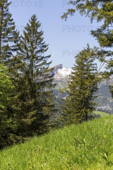 Snow-covered mountain peak of the Hoher Ifen and the Gottesacker plateau between dense coniferous
