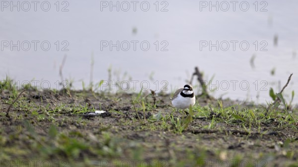 Little Ringed Plover (Charadrius dubius), at the water's edge of the Lower Rhine, North