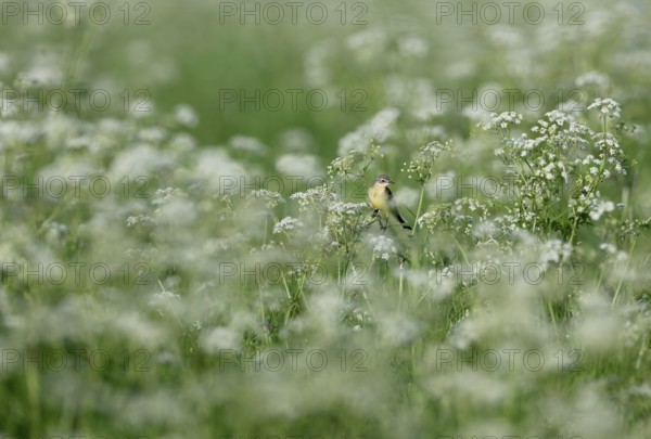 Yellow wagtail (Motacilla flava) sitting in meadow chervil (Anthriscus sylvestris), Lower Rhine,