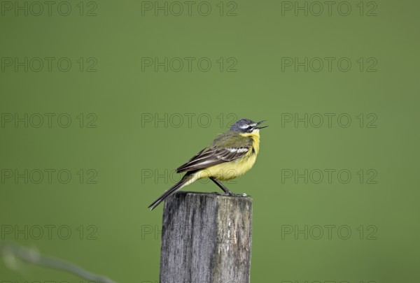 Singing grey wagtail (Motacilla flava), sitting on a pole, Lower Rhine, North Rhine-Westphalia,