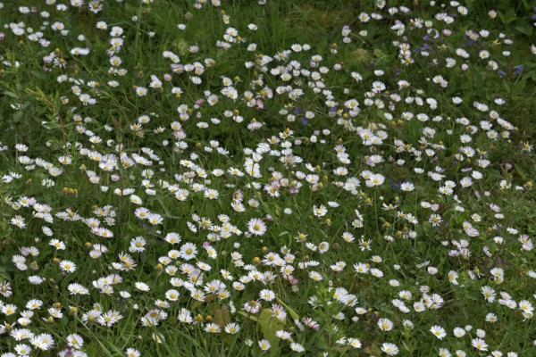 Flower meadow with daisies (Bellis perennis), Lower Rhine, North Rhine-Westphalia, Germany