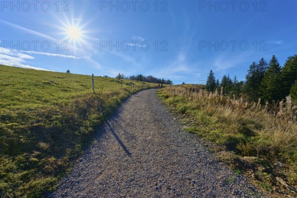 Kandel Höhenweg, leads through a peaceful landscape at the edge of the forest, Kandel, Waldkirch,