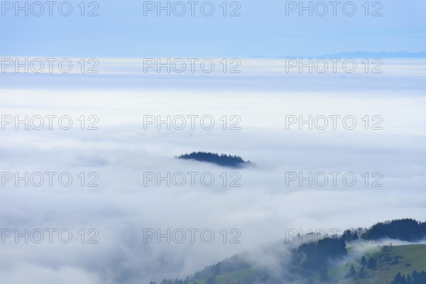 Foggy landscape with sea of clouds and scattered tree tops, Schauinsland, Freiburg im Breisgau,