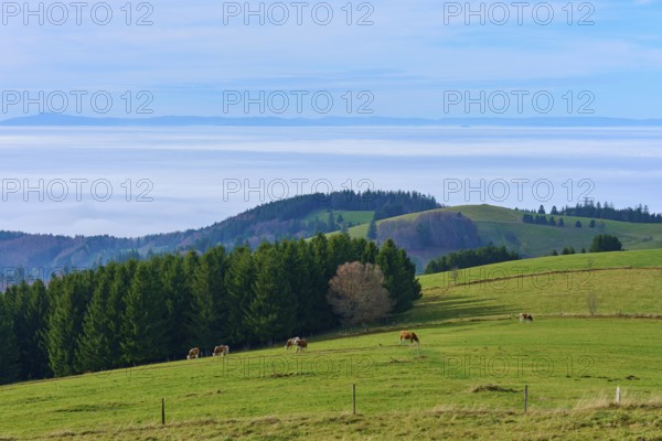 Pasture with grazing cows and trees in the background, Schauinsland, Freiburg im Breisgau, Black