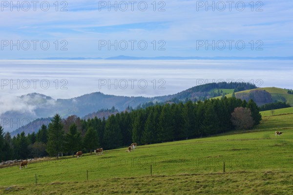 Green pastures with cows and dense forests under a blue sky, Schauinsland, Freiburg im Breisgau,