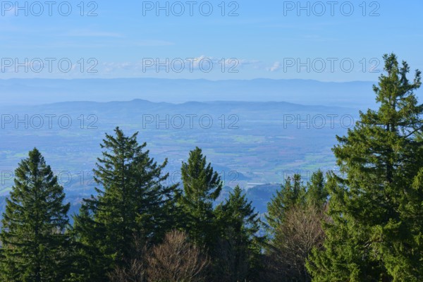 Forest landscape with a clear blue sky in the background, Rhine plain calm and relaxed atmosphere,