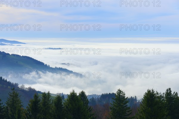 Dense fog and trees on a slope under a blue sky, Schauinsland, Freiburg im Breisgau, Black Forest,