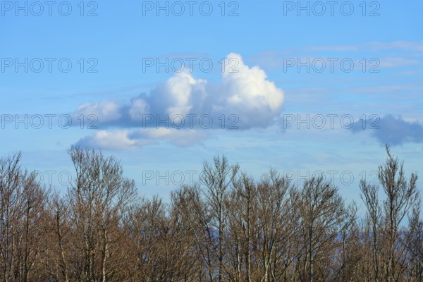 Bare trees under a blue sky with white clouds, calm and autumnal atmosphere, Kandel, Waldkirch,