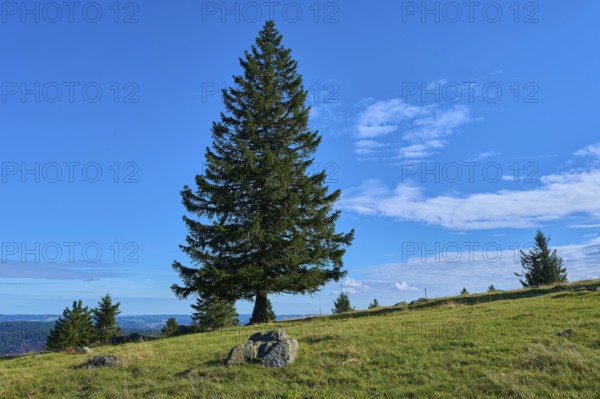 Single fir tree in a meadow under a clear blue sky, Kandel, Waldkirch, Black Forest,