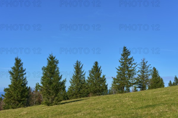Row of fir trees on a green meadow under a clear sky, Kandel, Waldkirch, Black Forest,