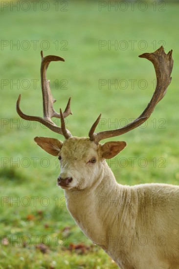 Fallow deer (Dama dama), albino fallow deer with large antlers, standing attentively on a green