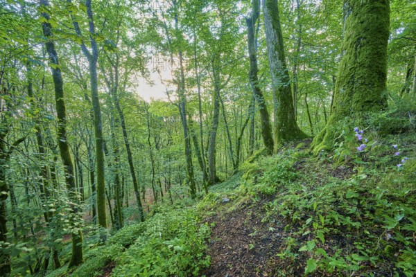 Dense forest with moss-covered trees, summer, Katzenbuckel, Waldbrunn, Neckar-Odenwald-Kreis,