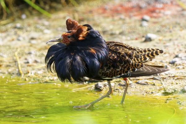 Colourful bird striding dynamically through greenish water in a lively environment, Ruff (Calidris