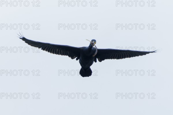 Black cormorant with outstretched wings in flight in the sky, Cormorant, (Phalacrocorax carbo),