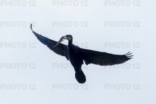 Flying cormorant with a fish in its beak against the sky, Cormorant, (Phalacrocorax carbo),