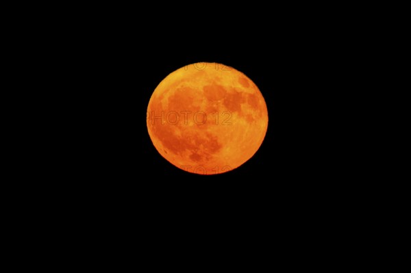 Intensely glowing orange full moon in the night sky, full moon, strawberry moon 2025, Vosges,