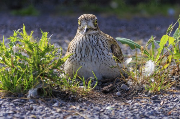 A bird sits vigilantly on the ground, surrounded by plants and gravel, Stone Curlew (Burhinus