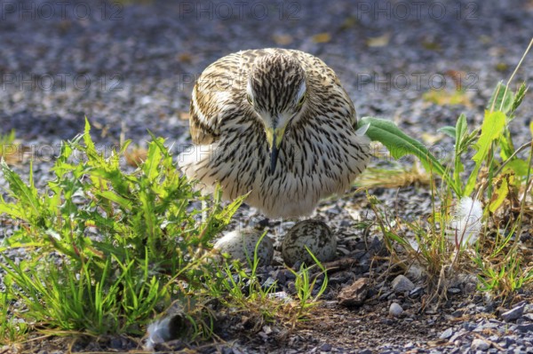 A bird sitting on an egg on a gravelled ground, surrounded by green plants, Stone Curlew (Burhinus
