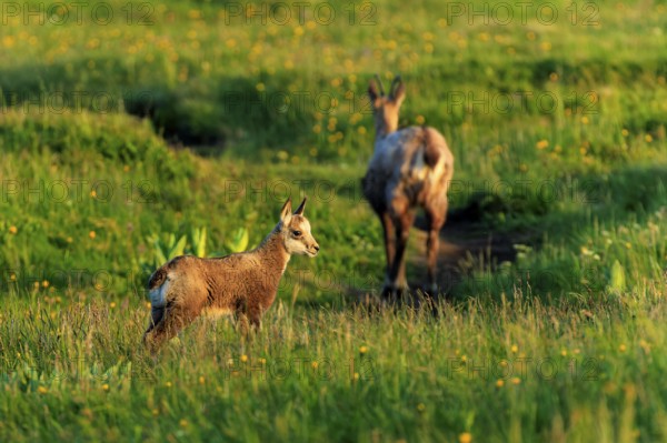 A young chamois stands on a flowering meadow in the evening light, chamois, chamois, (Rupicapra