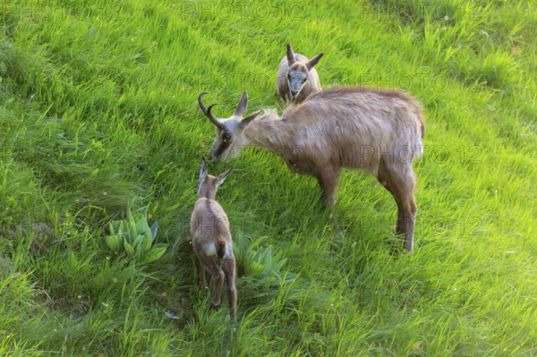 An adult chamois sniffing a young animal in the meadow, chamois, chamois, (Rupicapra rupicaprae),
