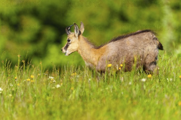 A young chamois on a flowering meadow in spring, chamois, chamois, (Rupicapra rupicaprae),