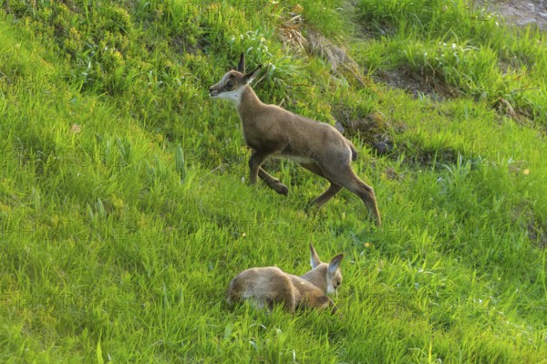 A fawn running across the meadow while the other is resting, chamois, chamois, (Rupicapra