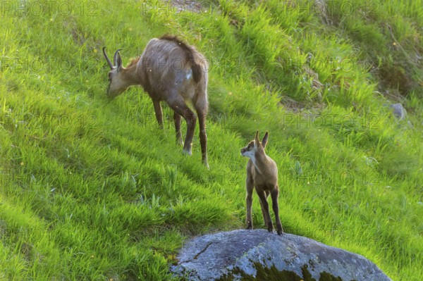 A young animal observes the surroundings while the chamois eats grass, chamois, chamois, (Rupicapra