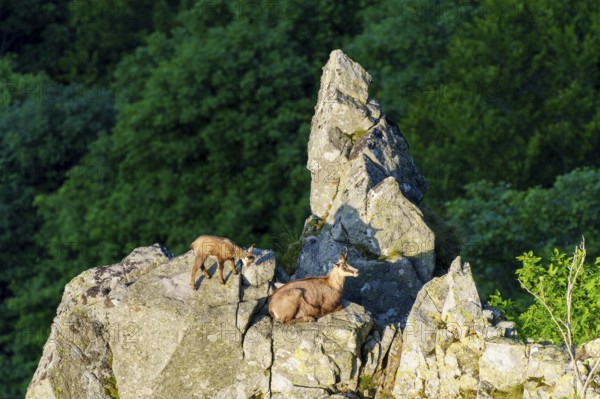 Two chamois on a craggy cliff edge, surrounded by shady forest, chamois, chamois, (Rupicapra