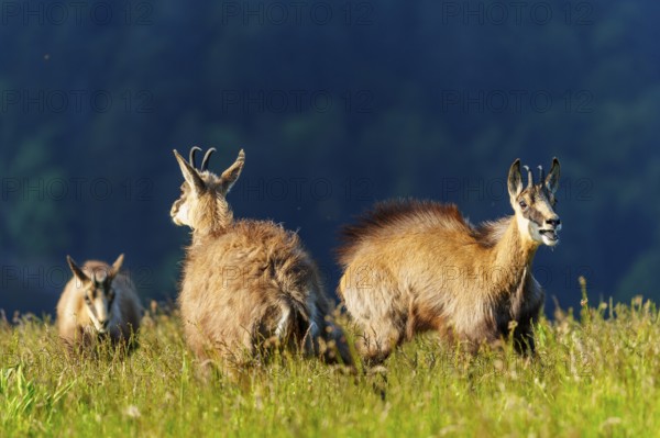 Three chamois looking in different directions on a green meadow, chamois, chamois, (Rupicapra