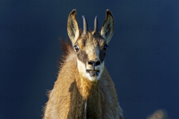 Close-up of a chamois with distinctive facial features, chamois, chamois, (Rupicapra rupicaprae),