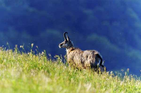 A chamois looks attentively over a hilly meadow against a blue background, chamois, chamois,