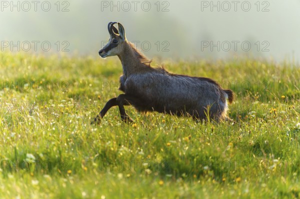 A chamois runs dynamically through a sunny meadow in the morning light, chamois, chamois,