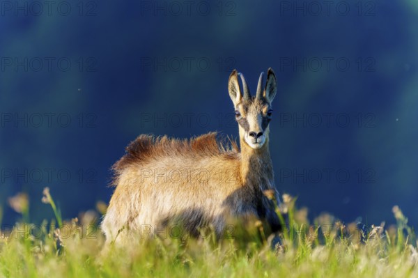 A chamois stares alertly and curiously into the camera in a meadow, chamois, chamois, (Rupicapra