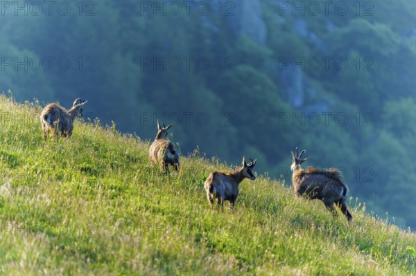 A small herd of chamois moves up the hill in the warm sunlight, chamois, chamois, (Rupicapra