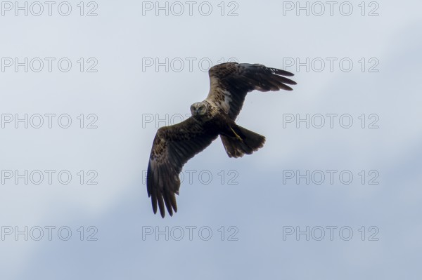 A bird of prey flies high in the sky, the curved wings are visible, marsh harrier (Circus
