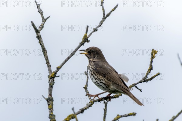 Song thrush sitting sideways on a branch, surrounded by moss-covered twigs. The scene is calm and