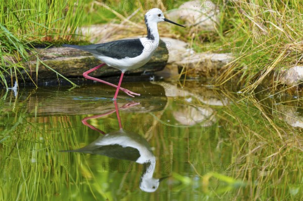 A bird stands on the bank of a body of water, surrounded by green grasses and its clear reflection