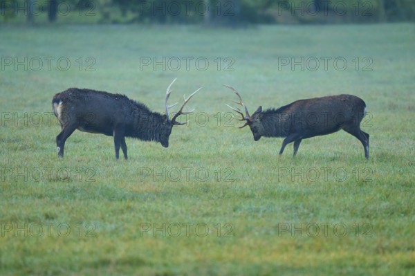 Sika deer (Cervus nippon), two sika deer during the rutting season, with raised antlers on a green