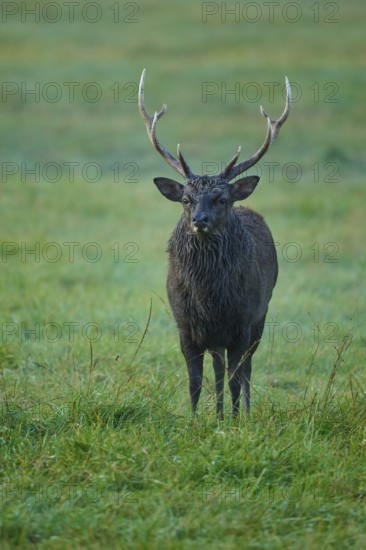 Sika deer (Cervus nippon), with antlers standing in a meadow in the morning, in nature, Germany
