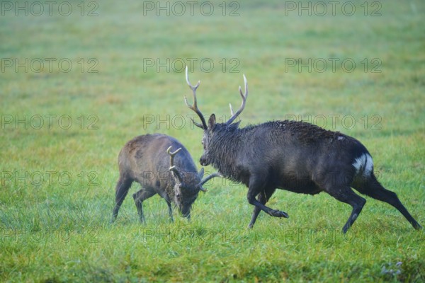 Sika deer (Cervus nippon), two sika deer during the rutting season, fighting, Germany