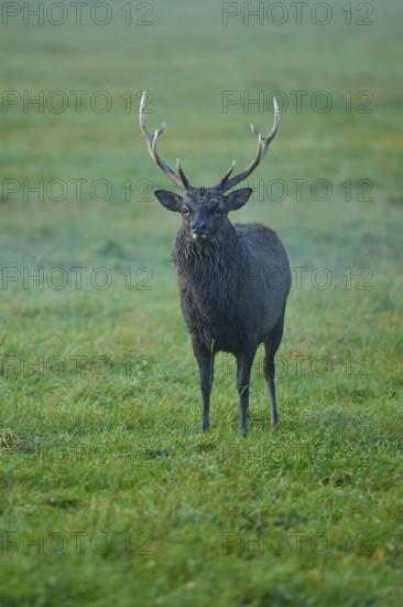 Sika deer (Cervus nippon), at dusk on a green meadow with majestic antlers, Germany