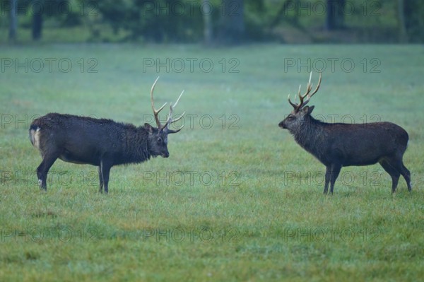 Sika deer (Cervus nippon), two sika deer during the rutting season, on a wide, green meadow,