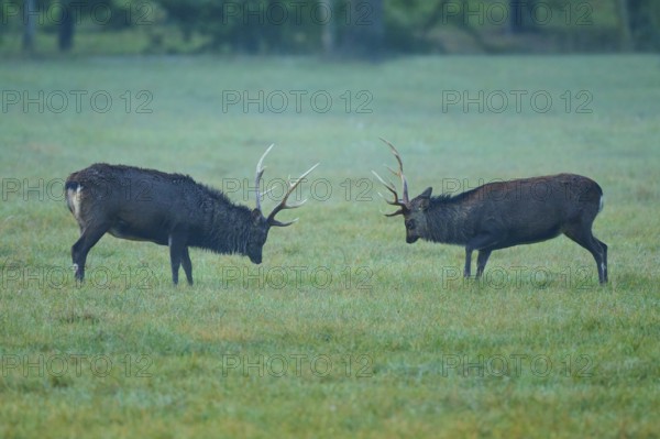 Sika deer (Cervus nippon), two sika deer during the rutting season with lowered heads on a green