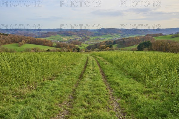 Ruts lead through green fields in an expansive landscape, Winterkasten, Lindenfels, Bergstrasse