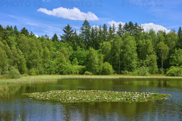 Tranquil lake with water lilies surrounded by dense forests under a clear blue sky, Mülbener See,
