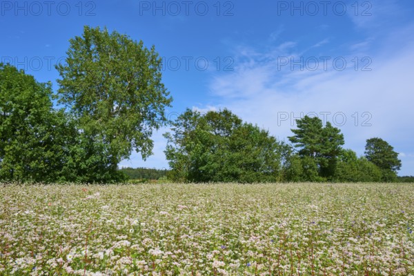 Buckwheat (Fagopyrum esculentum), field under a clear blue sky and surrounded by trees, Mülben,